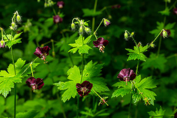 Purple and red flowers of Geranium phaeum Samobor in spring garden