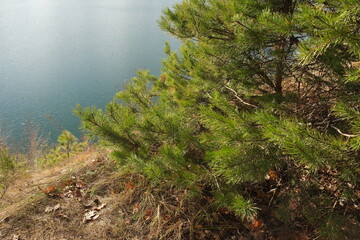 pine tree in the fog