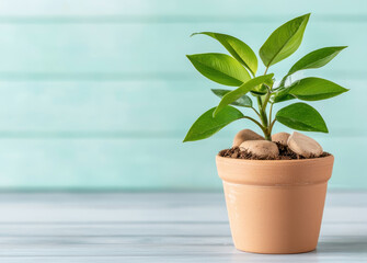 Obraz premium green indoor plant in terracotta pot with pebbles on soil, bright background