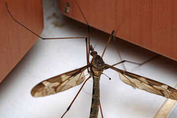 tipula maxima insect macro photo