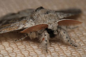 common gray moth insect macro photo