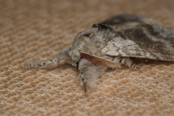 common gray moth insect macro photo