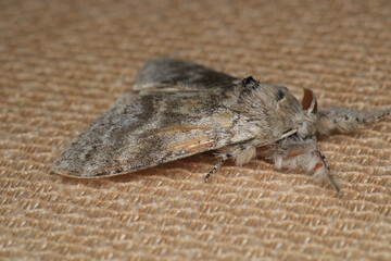 common gray moth insect macro photo