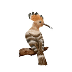 Madagascar Hoopoe (7x13 cm) without background