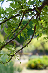 árbol bellasombra macro en argentina 