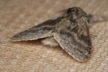 common gray moth insect macro photo
