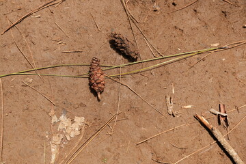 There are two pinecones lying on the brown ground