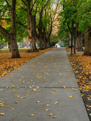 Autumn leaves on a sidewalk covered with trees