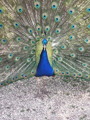 Obraz premium Close up of peacock with feathers out