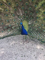 Obraz premium close up of peacock
