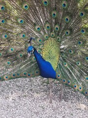 Obraz premium peacock with feathers out of focus