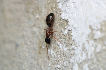 Little girl and woman walking in the forest