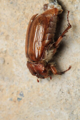 melolontha hippocastani insect macro photo