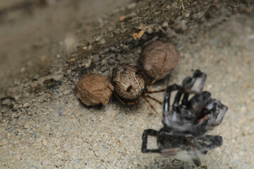natural parasteatoda tepidariorum spider macro