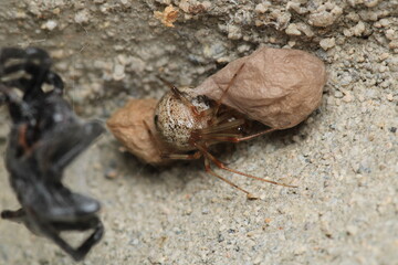 natural parasteatoda tepidariorum spider macro