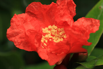 red pomegranate tree flower macro photo