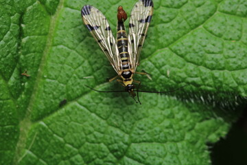 natural panorpa communis insect photo