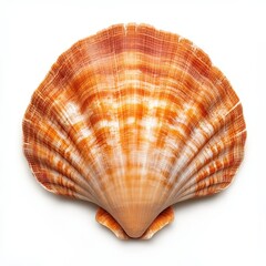 Obraz premium Colorful scallop shell on white isolated background.