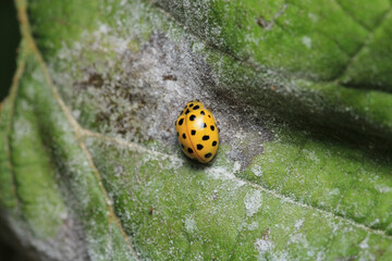 beautiful red ladybug leaf photo