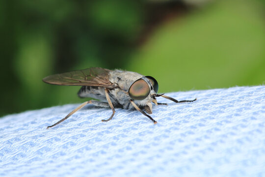 tabanus fly insect macro photo