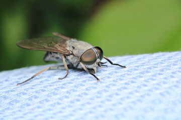 tabanus fly insect macro photo