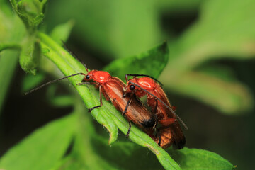 common red soldier beetle insect macro photo