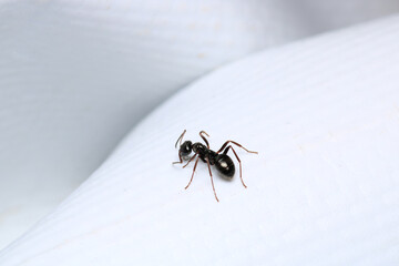Black carpenter ant macro photo