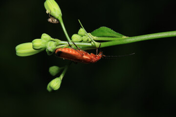 common red soldier beetle insect macro photo