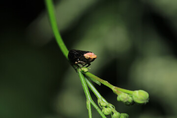 natural membracidae insect macro photo