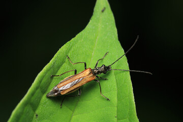 common red soldier beetle insect macro photo
