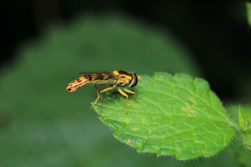 episyrphus balteatus insect macro photo