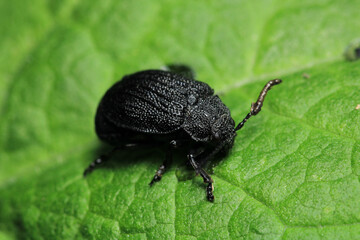 galeruca tanaceti insect macro photo