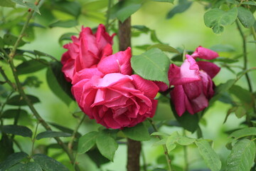 red rose flower macro photo