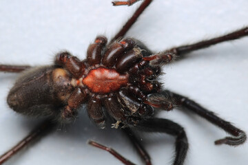 segestriidae black spider macro photo