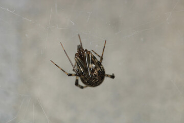 natural parasteatoda tepidariorum spider macro