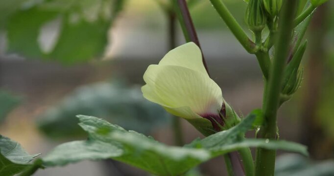 (Abelmoschus esculentus) Flowers of Abelmoschus esculentus are growing.