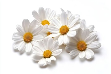 Obraz premium Elegant White Daisies with Yellow Centers on White Background