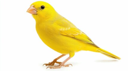 Bright yellow canary with small beak, perched with a slight tilt of the head, looking forward, full-length, isolated on a white background