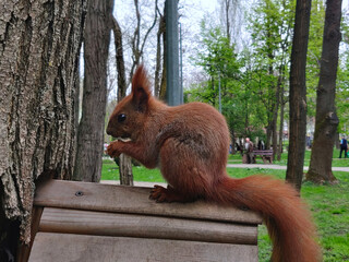 Red squirrel with nut in the paws