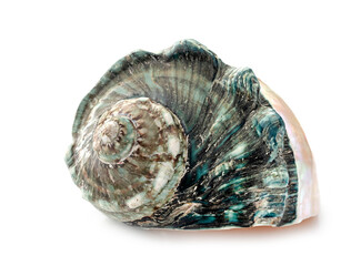 conch shell in studio
