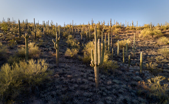 A Bouquet of Saguaro in Arizona's Wickenburg Mountains.
