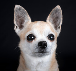 chihuahua in studio