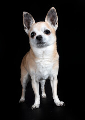 chihuahua in studio