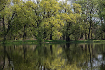 Spring landscape with a river and trees on the other side. 