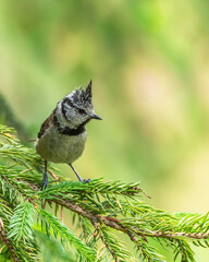 Czubatka europejska Lophophanes cristatus © Slawomir