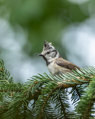 Czubatka europejska Lophophanes cristatus