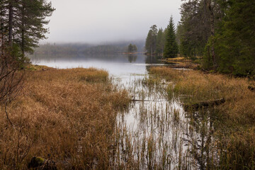 misty morning in the forest © Horia S.