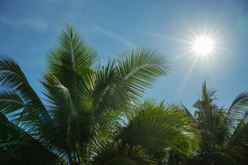 The sun is shining brightly on the leaves of a coconut tree