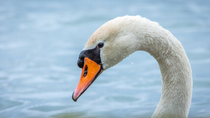 Łabędź niemy Cygnus olor) © Sawomir