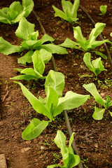 Sugar Loaf salad salad in a greenhouse with irrigation system